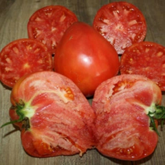 Tomate hERODES - comprar online