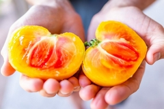 Tomate Joya de Oaxaca - Jóia de Oaxaca na internet
