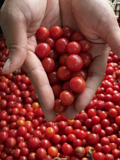Tomate Lilliput - O menor tomate do mundo! Sementes - comprar online