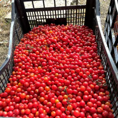 Tomate Lilliput - O menor tomate do mundo! Sementes