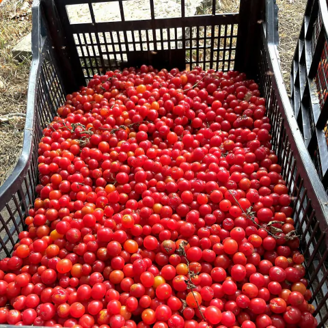 Tomate Lilliput - O menor tomate do mundo! Sementes