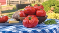 Tomate Marmande