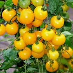 Tomate OLA POLKA - Da Polônia