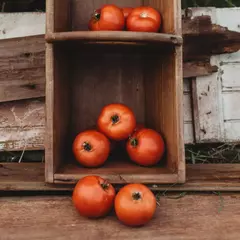 Tomate Rutgers - Crioulo de USA - Sementes - loja online
