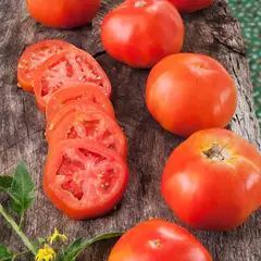 Tomate Rutgers - Crioulo de USA - Sementes - Plantamundo