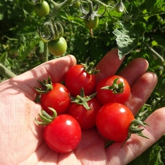 Tomate Sweetie - Tomate Cereja Sweetie - Cherry - O mais doce do mundo!! - comprar online