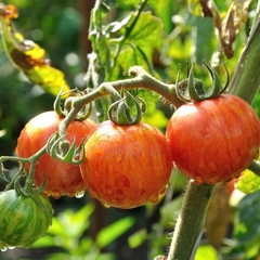 Tomate Tigerella
