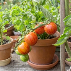 Tomate Tigerella na internet