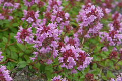 Tomilho limão - Thymus pulegioides - Erva aromática