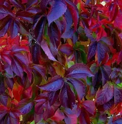 Hera Americana -Trepadeira da Virgínia - Falsa Vinha - Parthenocissus quinquefolia - Trepadeira -