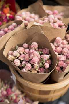 Trevo rosa ornamental