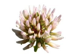 Trevo Branco Trifolium repens Pasto Apicola Para Atrair Abelhas