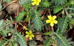 Tribulus terrestris na internet