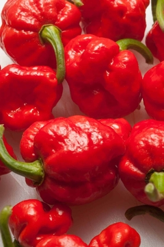 Pimenta Moruga Vermelha - Moruga Red - Pimanta Nuclear MUITO ARDIDA - comprar online