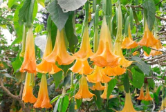 Muda de Trombeta de Anjo Laranja - Brugmansia suaveolans na internet
