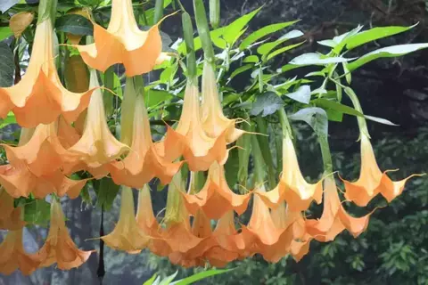 Muda de Trombeta de Anjo Laranja - Brugmansia suaveolans - comprar online