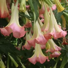 Trombeta de Anjo Rosa - Brugmansia suaveolens - Sementes na internet