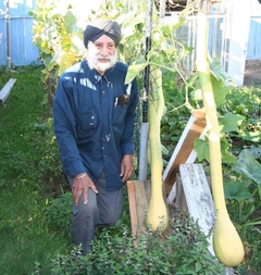 Abóbora Italiana Tromboncino - Cucurbita moschata - Plantamundo