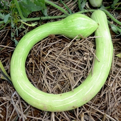Abóbora Italiana Tromboncino - Cucurbita moschata na internet