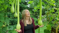 Abóbora Italiana Tromboncino - Cucurbita moschata