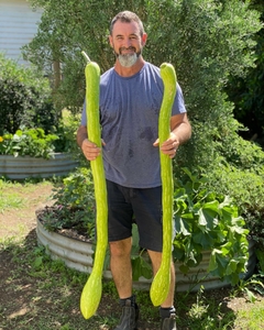 Abóbora Italiana Tromboncino - Cucurbita moschata - comprar online