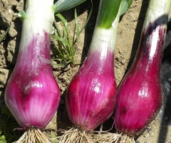 Cebola Italiana Tropea Rossa Lunga