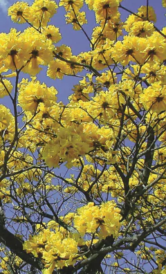 Tulipa do Nilo - Markhamia lutea - Árvore Florifera - MUDAS