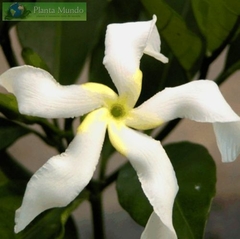 Uchu Sanango - Tabernaemontana sanango - Plante Enteogena