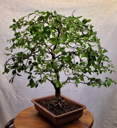 Ulmeiro da Siberia - Ulmeiro Siberiano - Olmo - Ulmus pumila - Árvore o Bonsai - comprar online