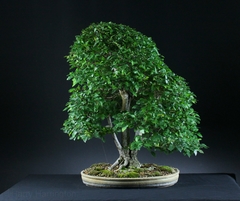 Ulmeiro da Siberia - Ulmeiro Siberiano - Olmo - Ulmus pumila - Árvore o Bonsai