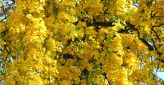 Unha de Gato - Dolichandra ugns-cati - Trepadeira medicinal flor