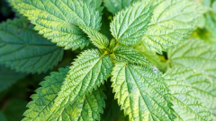 Urtiga - Urtica dioica - Planta Medicinal e PANC - comprar online