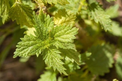 Urtiga - Urtica dioica - Planta Medicinal e PANC
