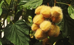 Urucum Branco Coloral Urucu Bixa Orellana