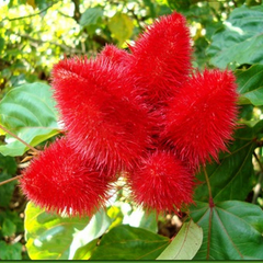 Urucum do peru = Bixa orellana