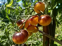 Tomate Usuri Tiger - raríssimo - comprar online