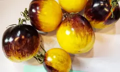 Tomate Usuri Tiger - raríssimo