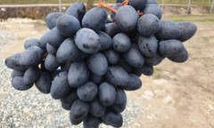 Uva Jubilee - Fruta - Grandes racemos de uvas suculentas e doces