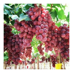 Uva Red Globe - Fruta