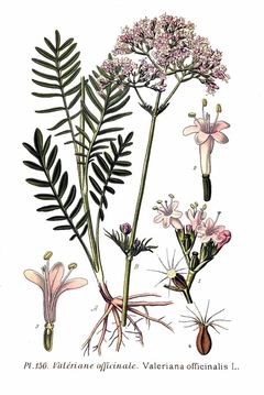 Imagem do Valeriana officinalis