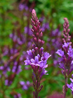 Verbena Azul - Verbena hastata - Plantamundo