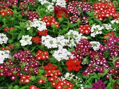 Verbena Anã - Verbena grandiflora - Camaradinha