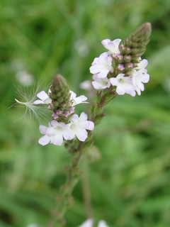 Verbena officinalis
