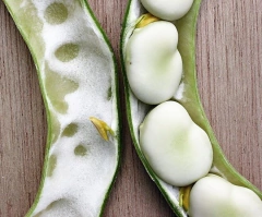 Fava Italiana Verdadeira Gigante - Vicia Faba