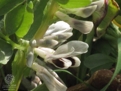 Imagem do Fava Italiana Verdadeira Gigante - Vicia Faba