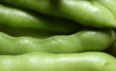 Fava Italiana Verdadeira Gigante - Vicia Faba - loja online