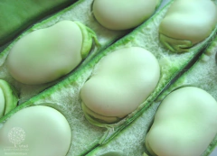 Fava Italiana Verdadeira Gigante - Vicia Faba