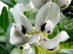 Fava Italiana Verdadeira Gigante - Vicia Faba na internet
