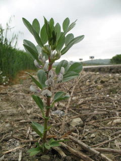 Fava Italiana Verdadeira Gigante - Vicia Faba - comprar online