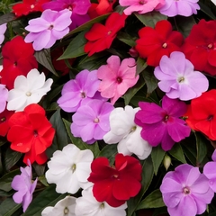 Vinca Sortida - Impatiens - Flor